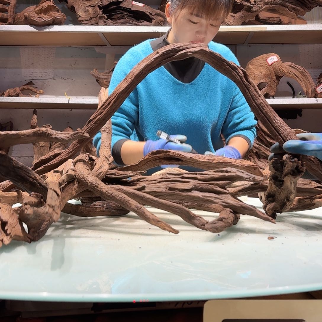 倍储沉木不包损必褪色豫*。5073紫柚枝条