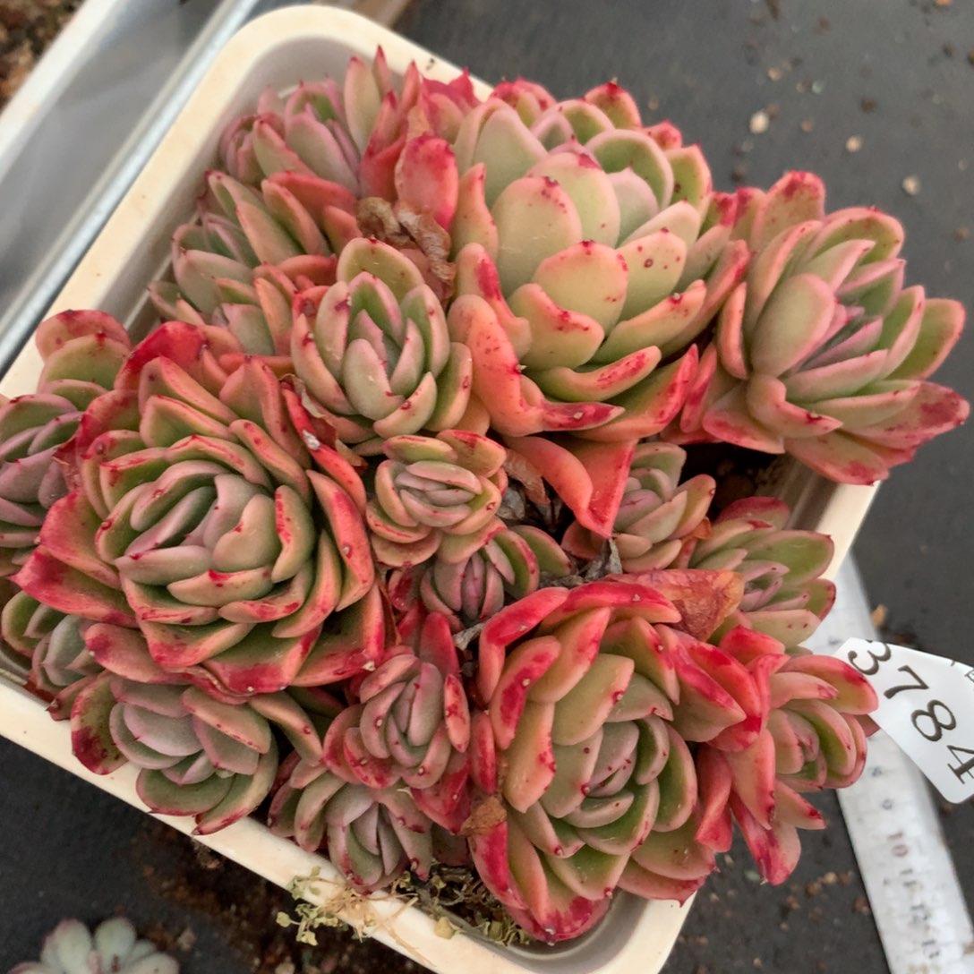 3784杂交多肉植物