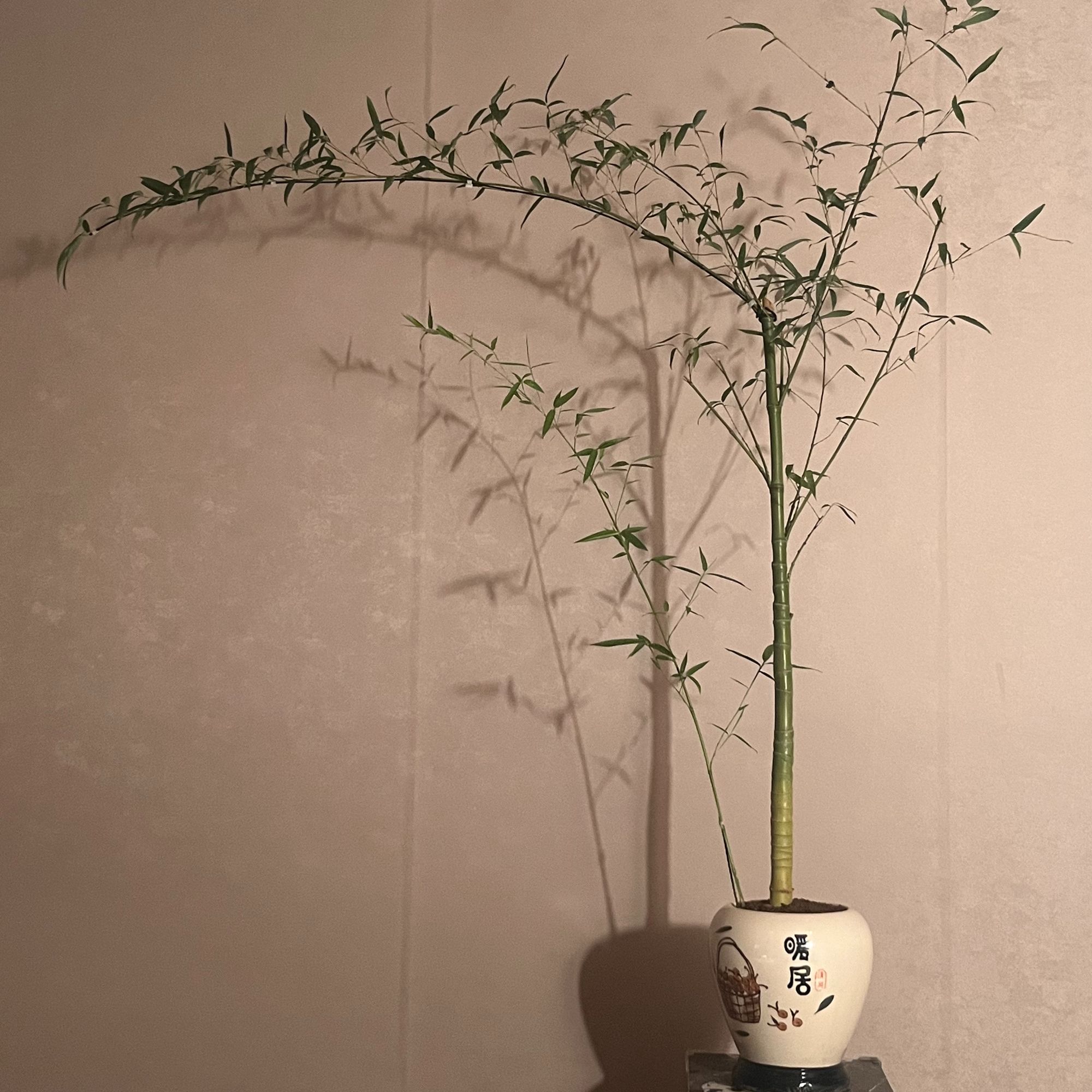 【言一精选】A007 龙鳞竹/老桩 茶台意境
