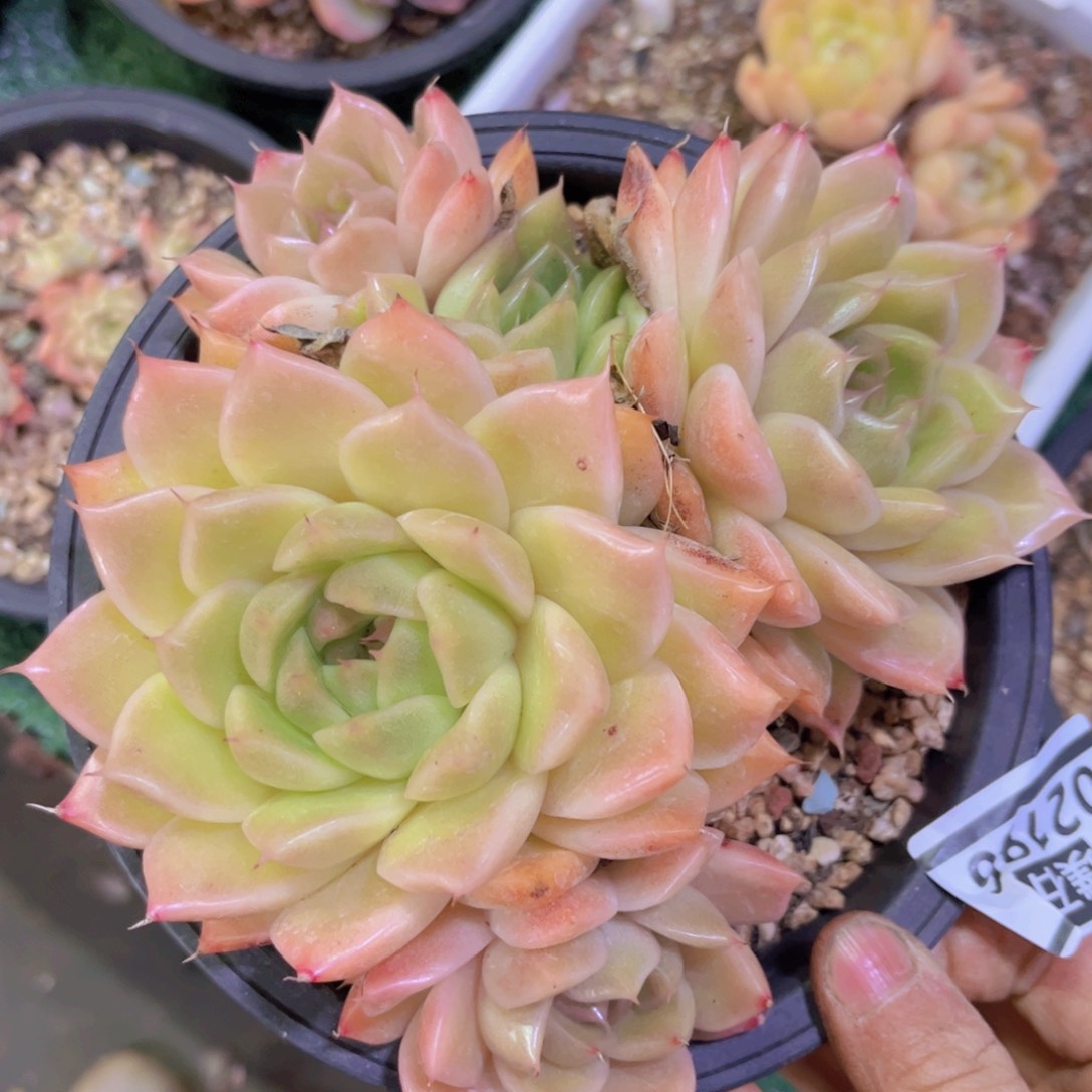 麦秆02186多肉植物