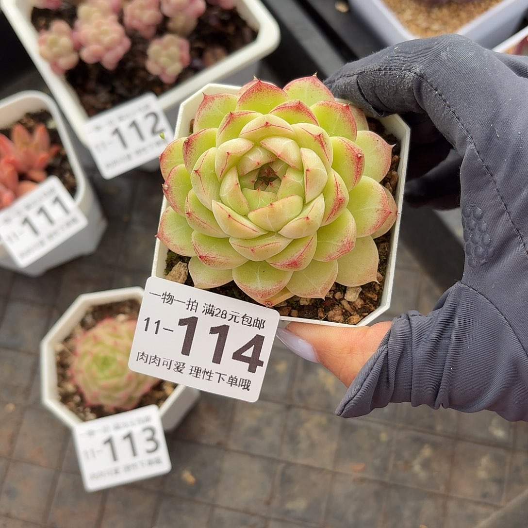 麦秆无盆发货无无发货