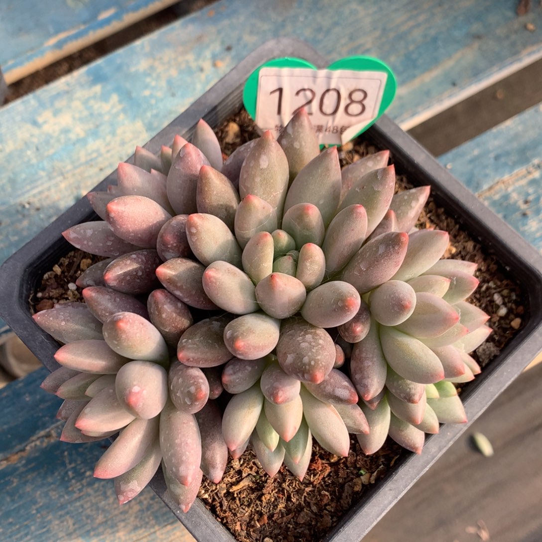 红蜻蜓无砍平头1208