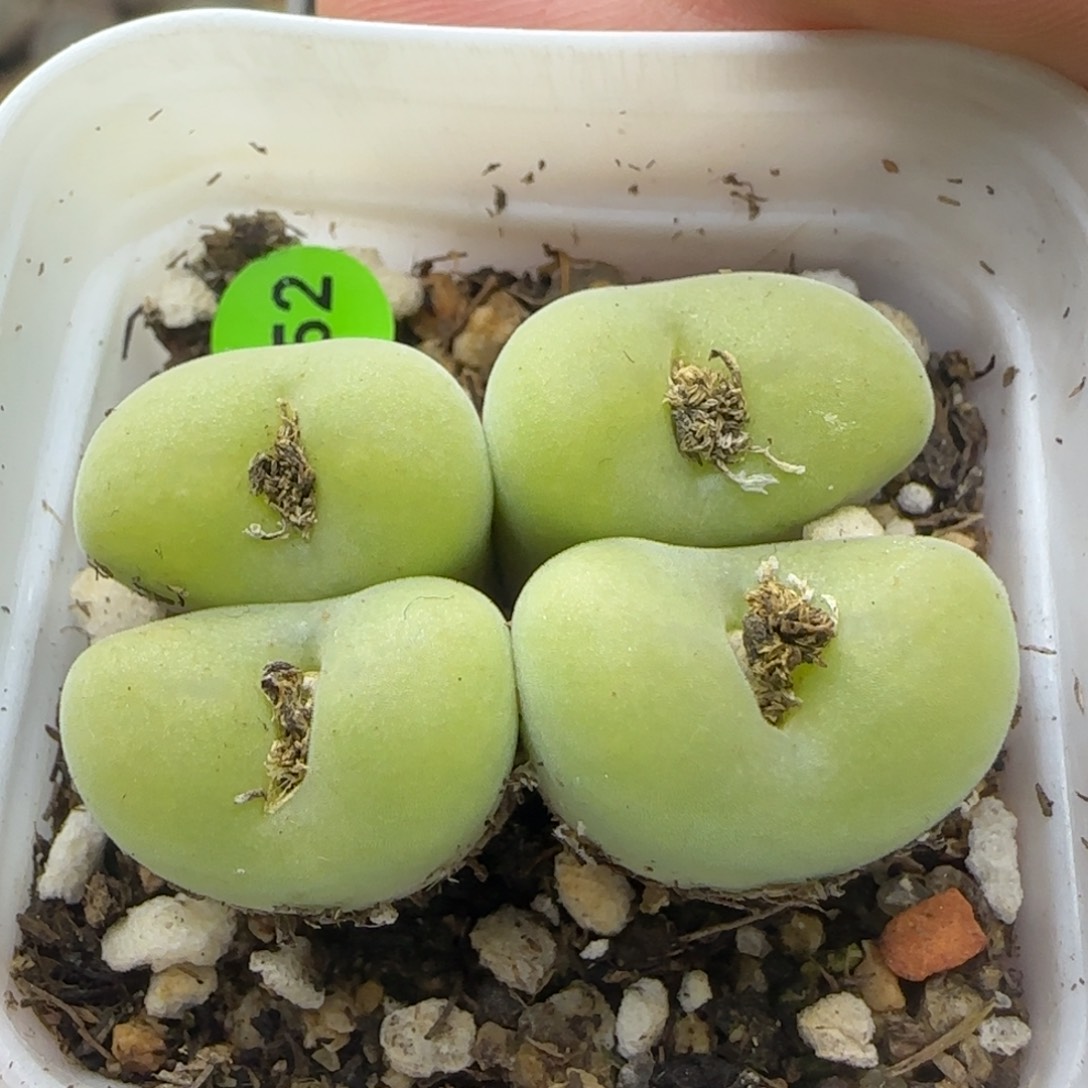 果冻色空卡佛群多肉252