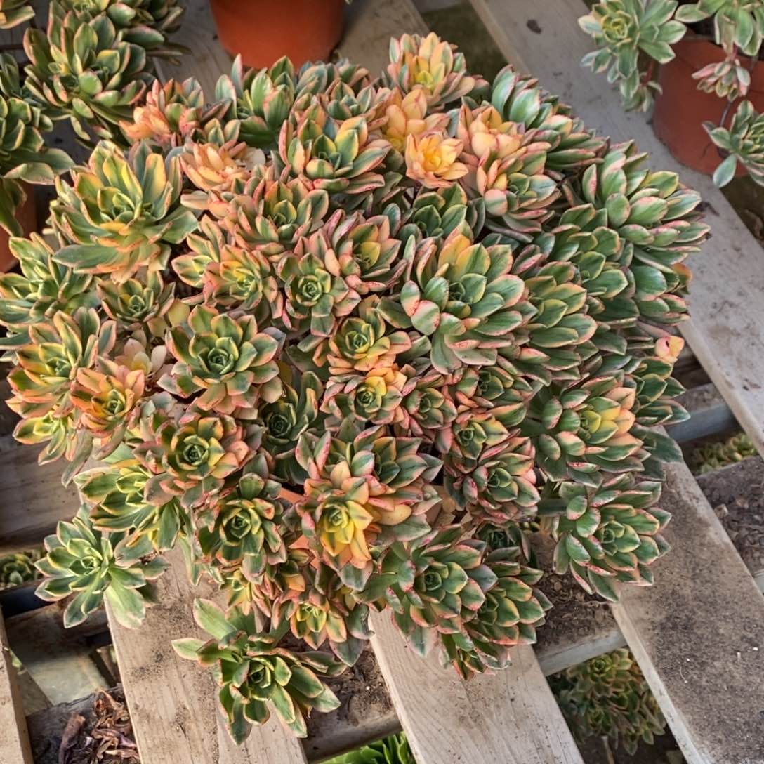 甜茶多肉1颗多肉多肉