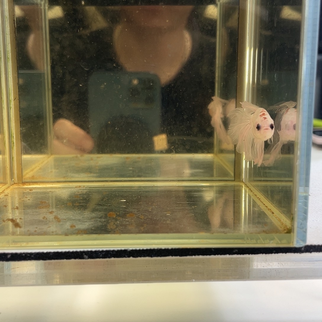 斗鱼八月二十八日竞价