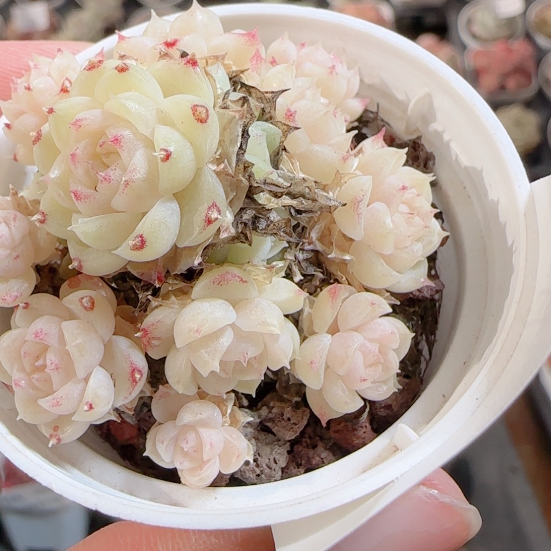 M***y花语多肉0102-129散