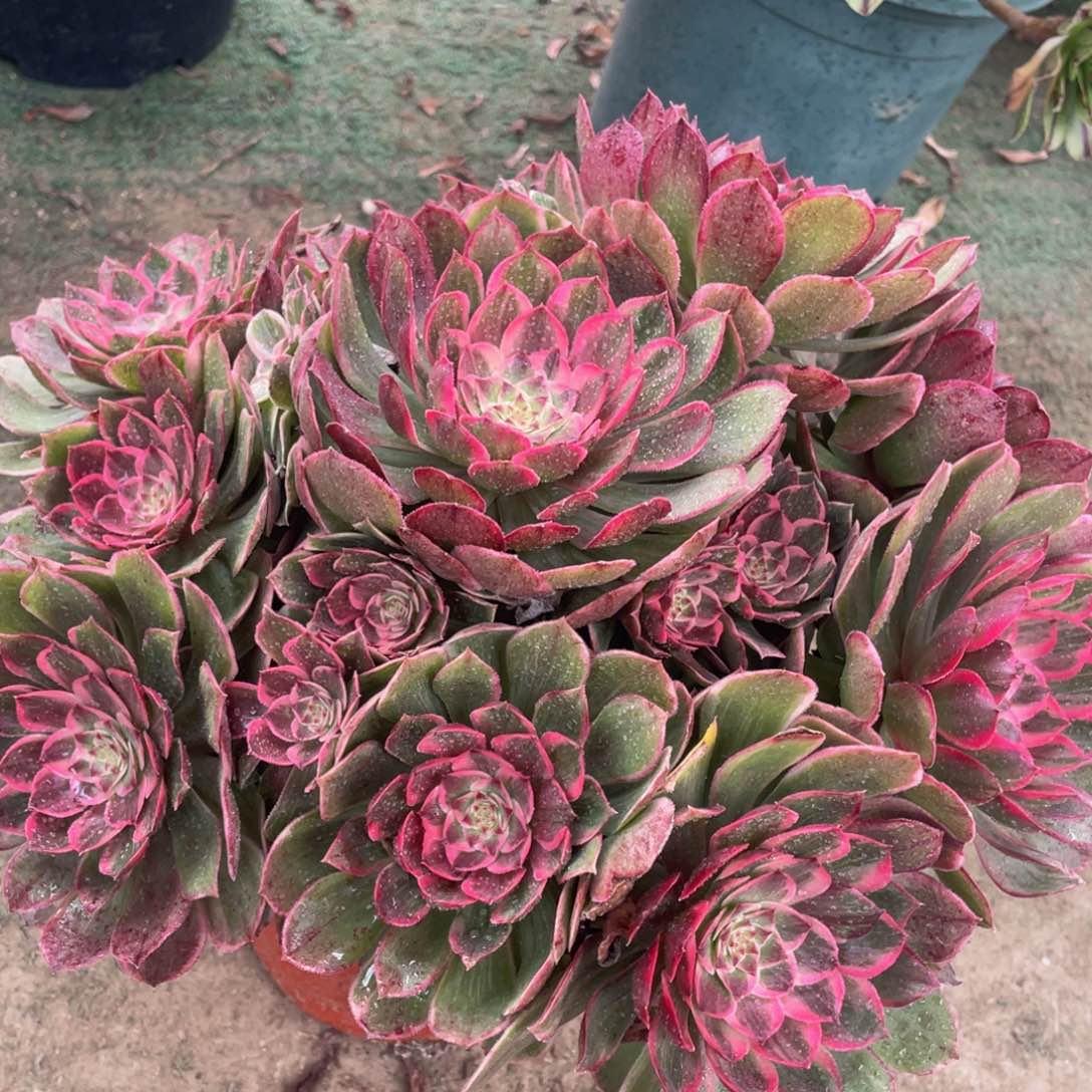 936莲花座精品法师多肉