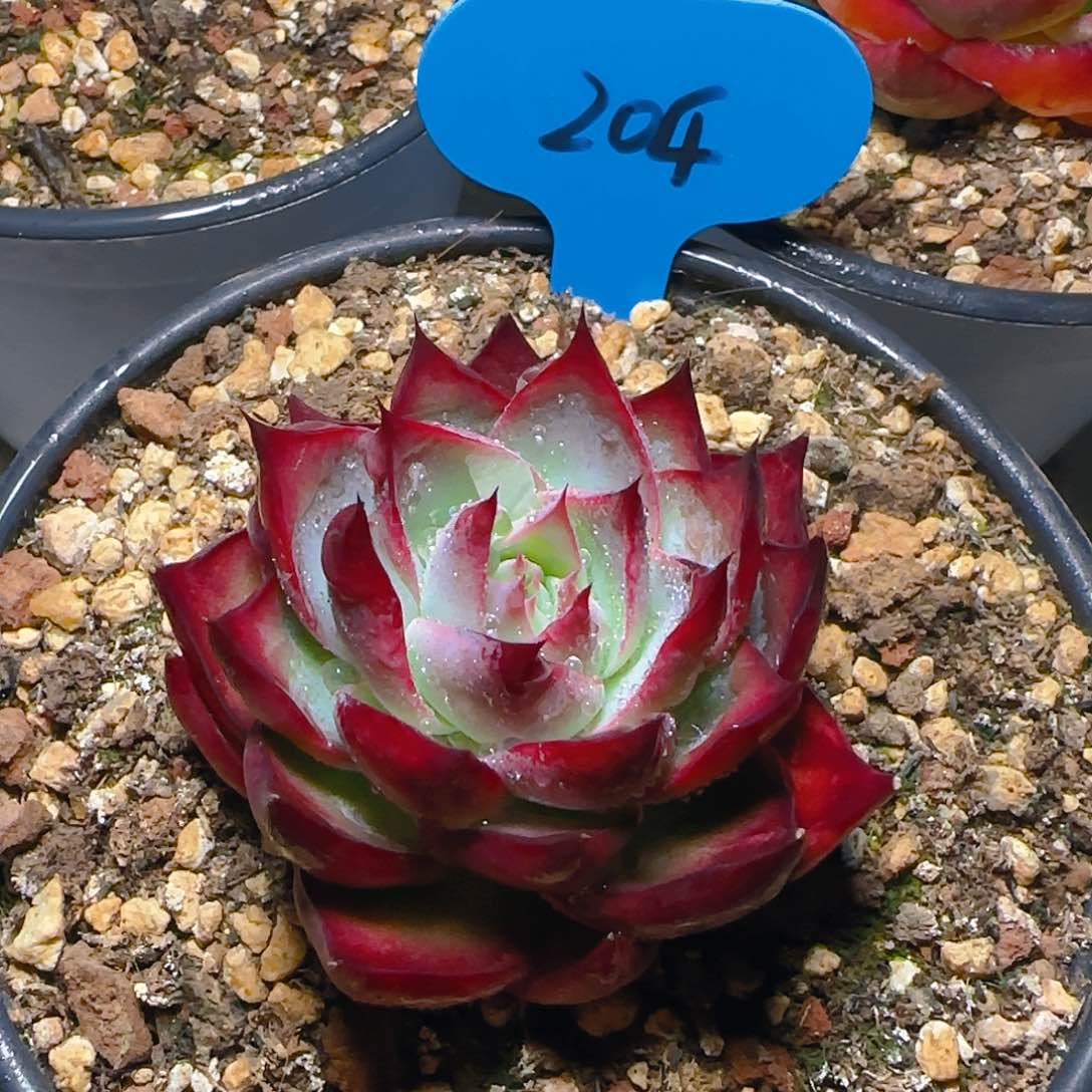 ?****小惊鸿仙子6公分左右204号