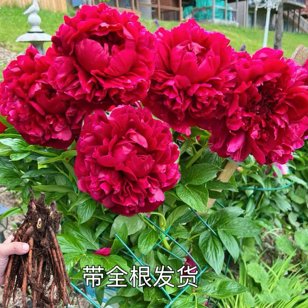 高杆红（盆栽芍药）原土原盆正宗重瓣观赏芍药苗山东菏泽基地直发