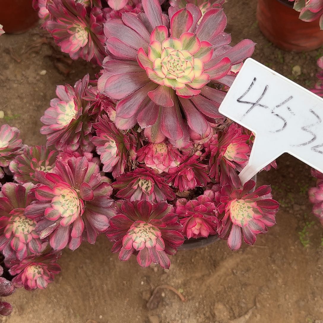 4532红铜壶多肉法师