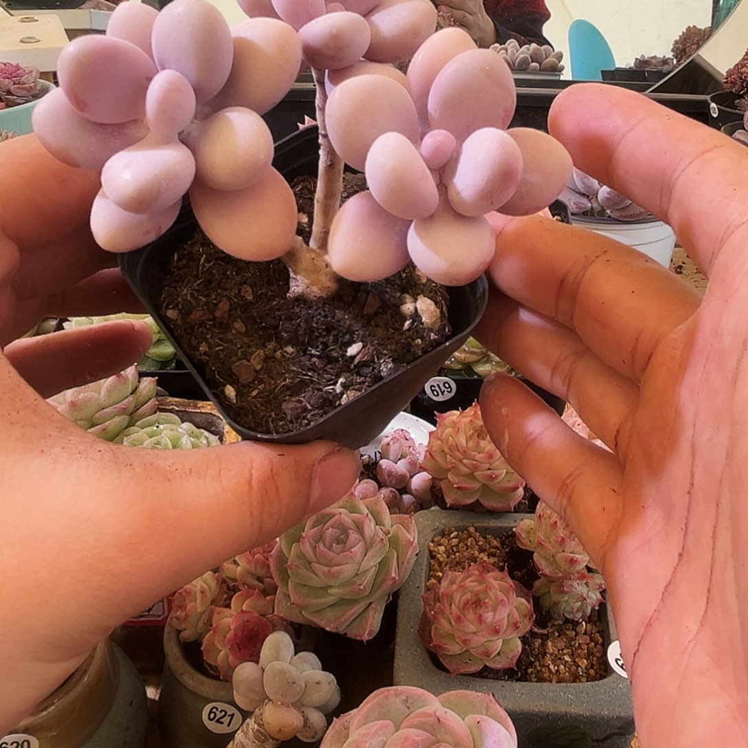 桃蛋群一物一拍001