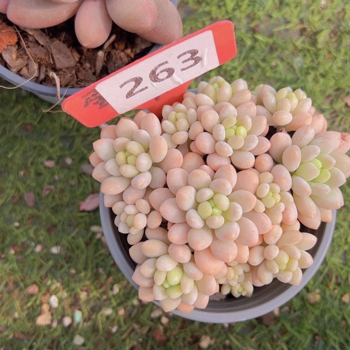 健健康康平平安安