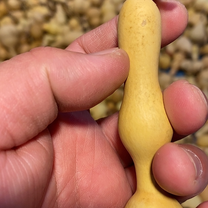 T****1精品葫芦手把葫芦35