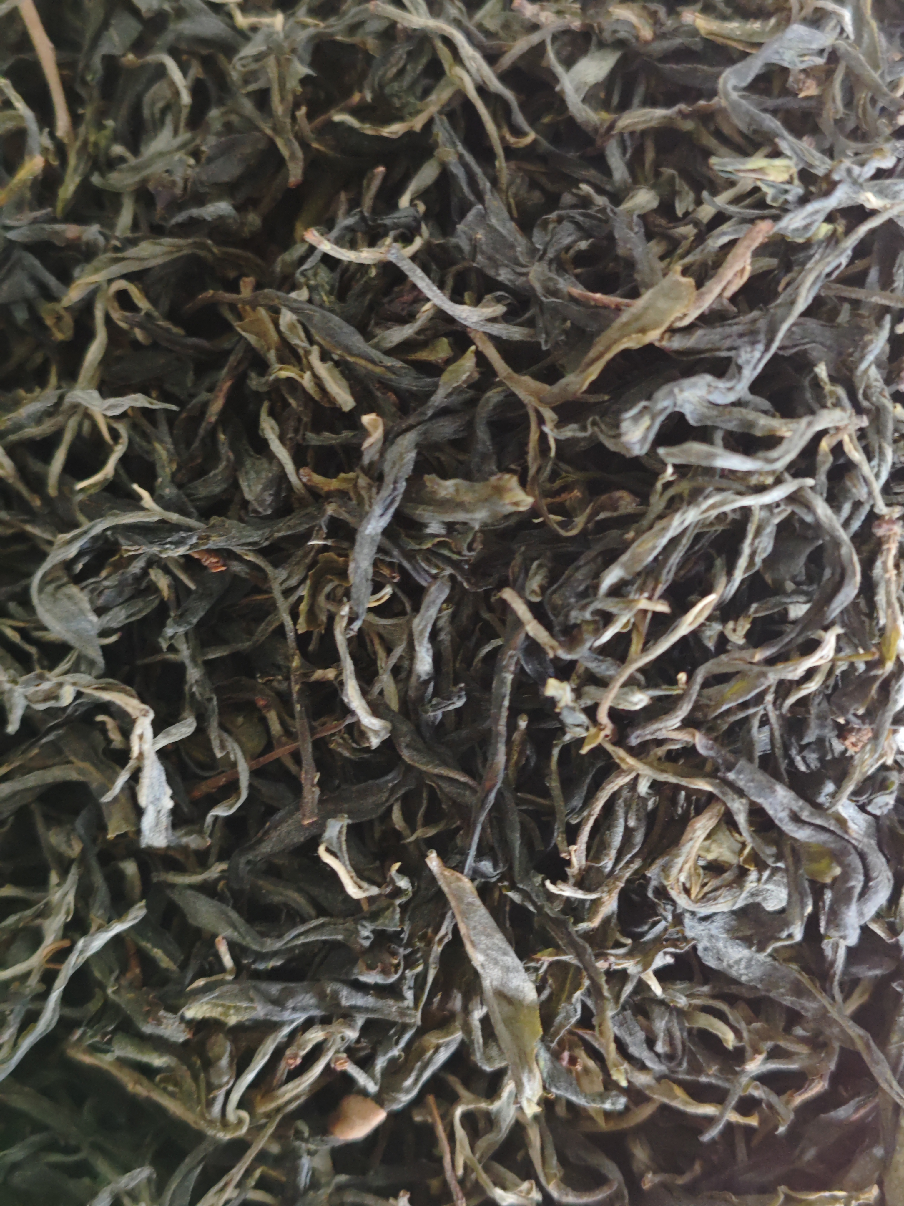 【茶农直供】2025年忙肺正山古树  云南普洱茶  生茶  散茶  