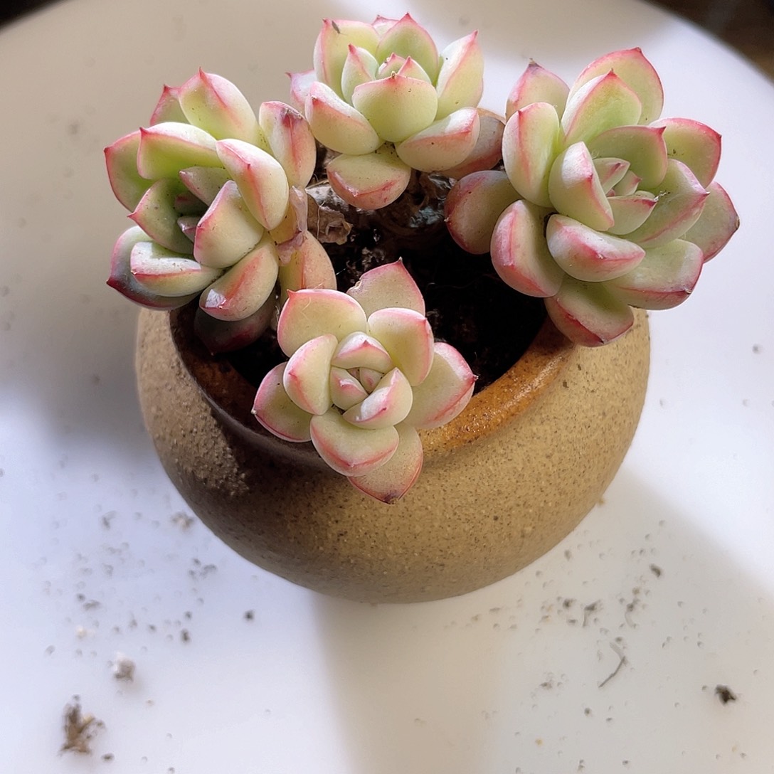 1808  雪花 六月六