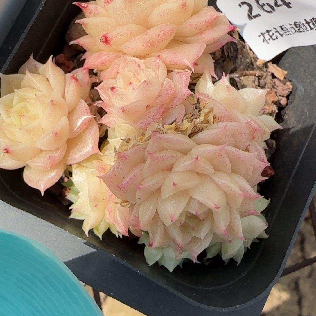 花语逸镜0310-264