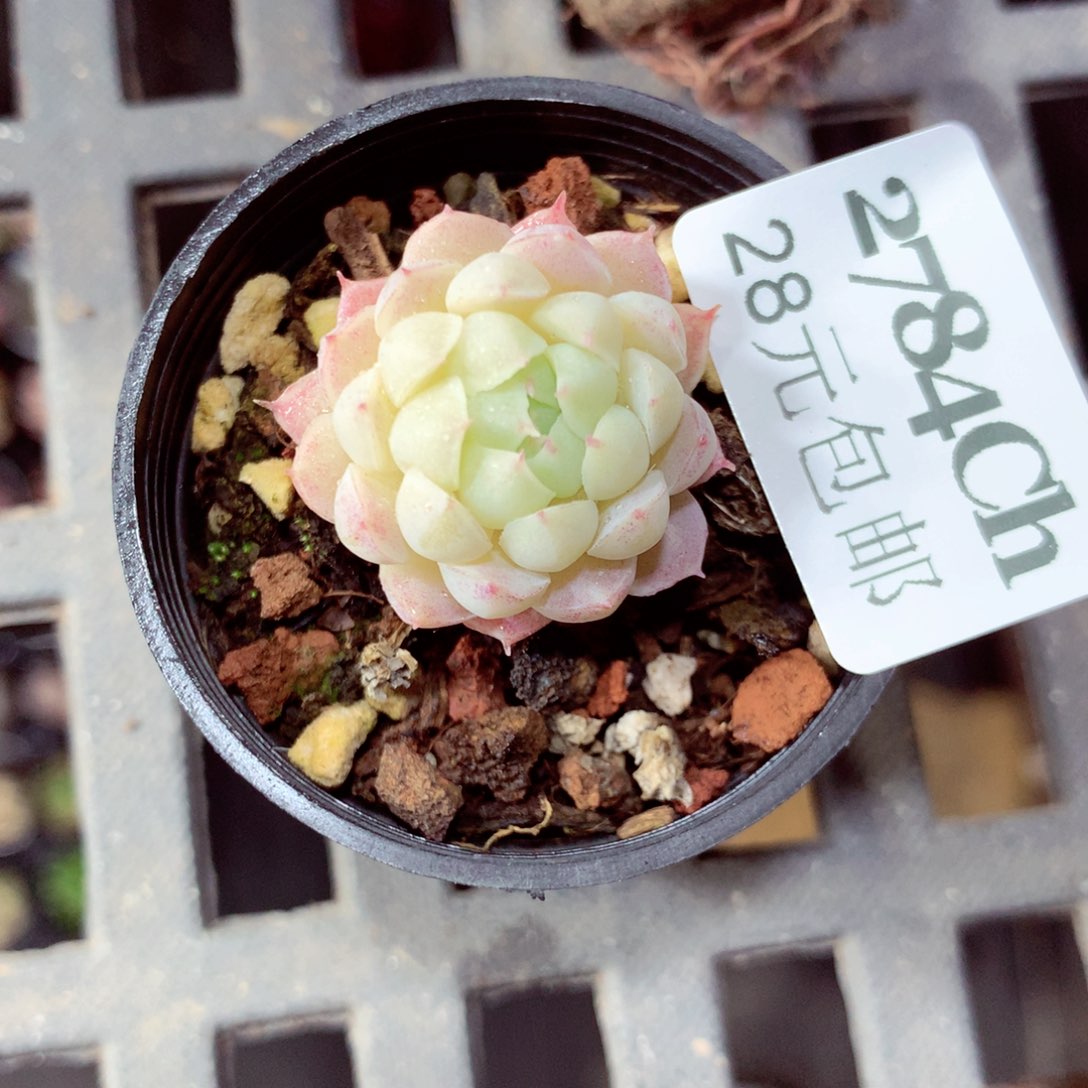 5厘米盆精控多肉2874