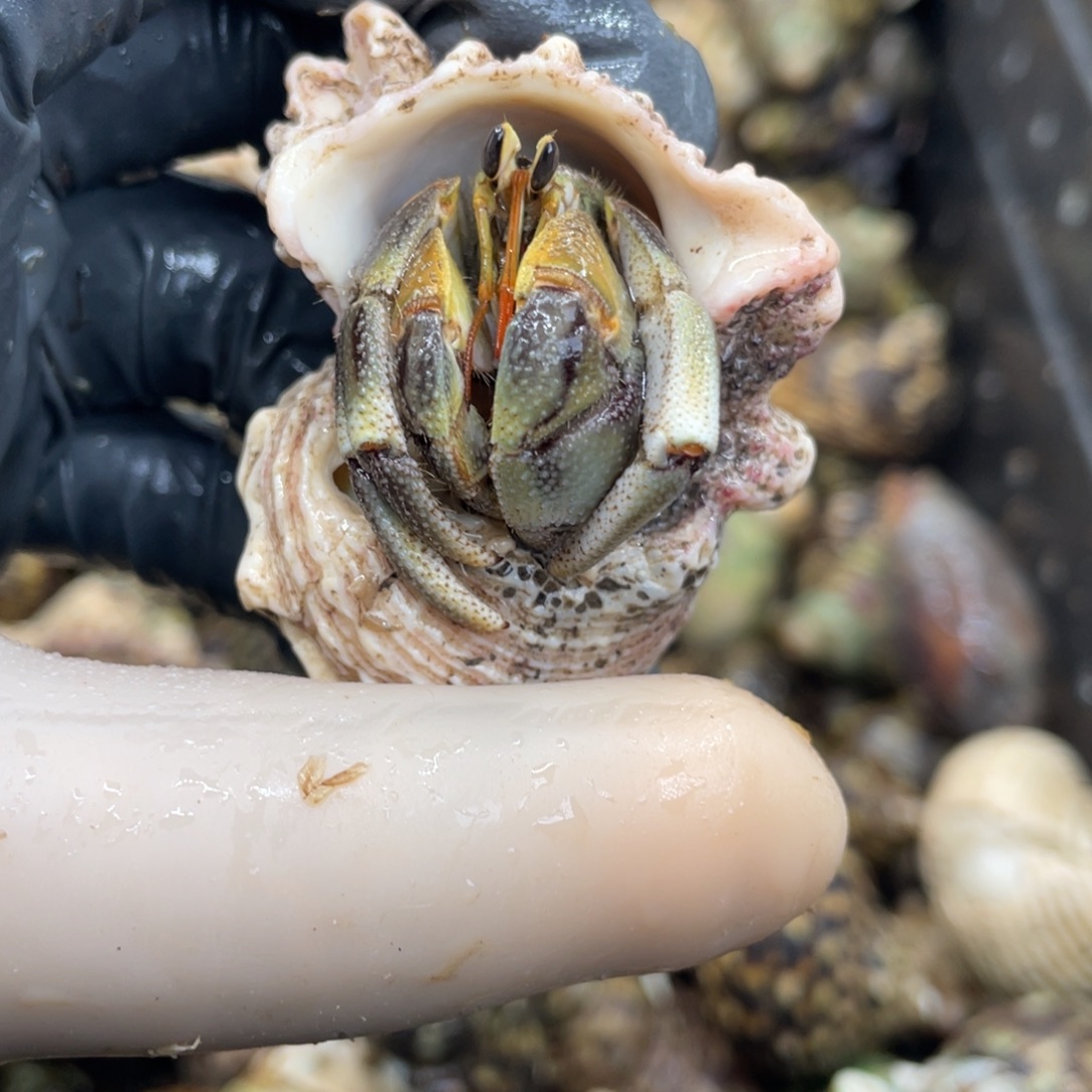 不退不换活体宠物102