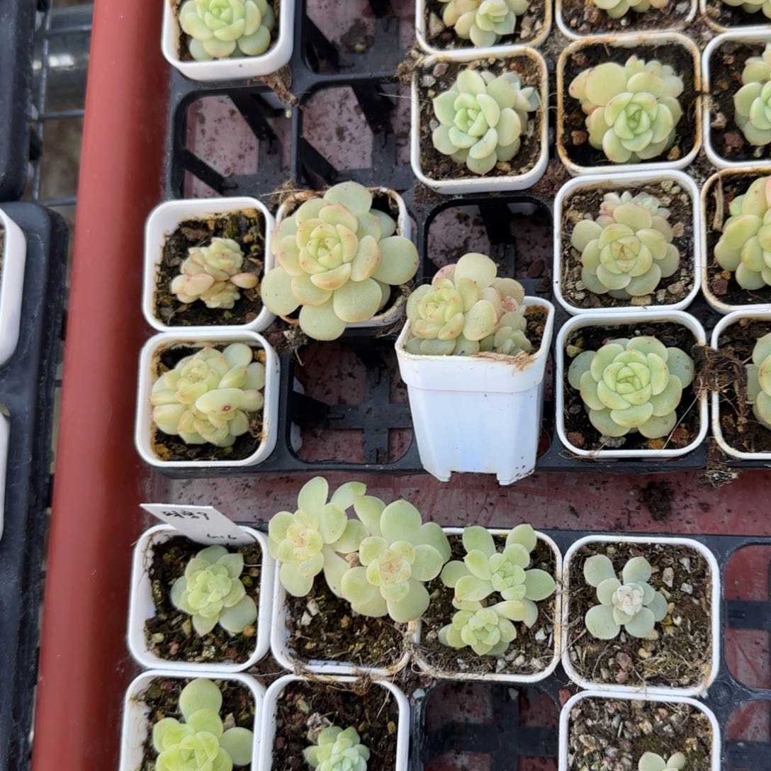 四头茘枝盆1床一个满25包邮