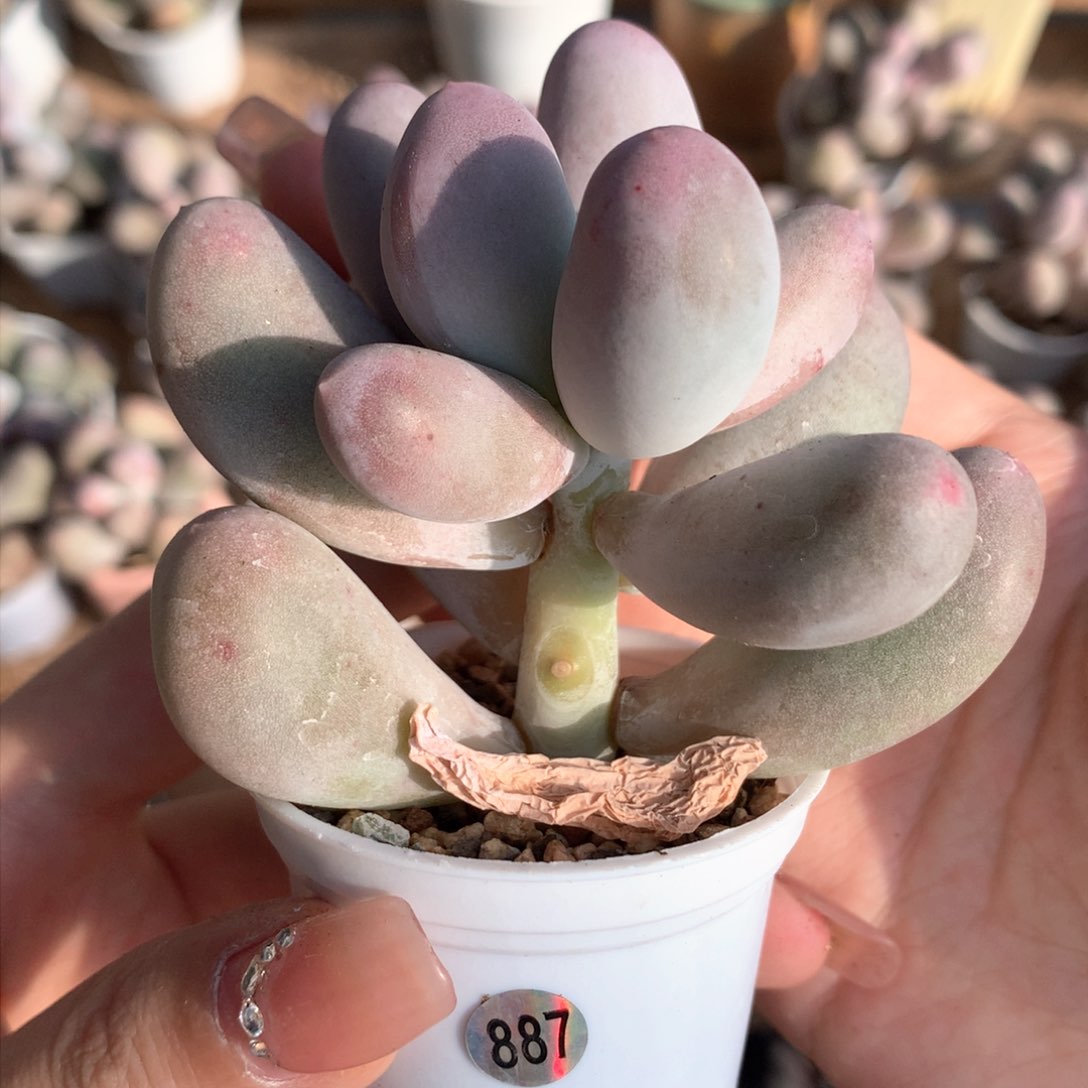 米可米可韩国母本