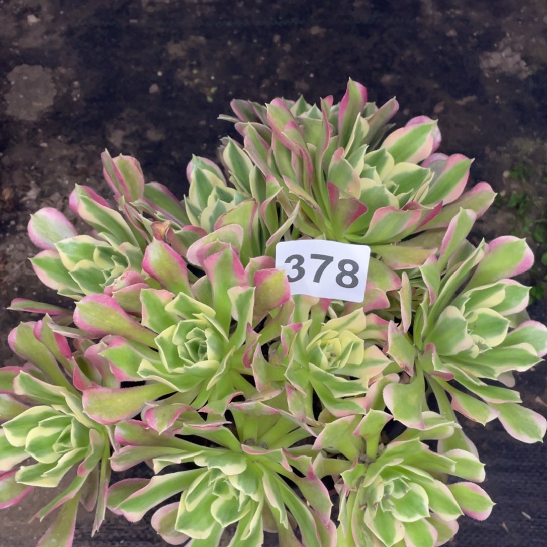 378号白凤老庄子