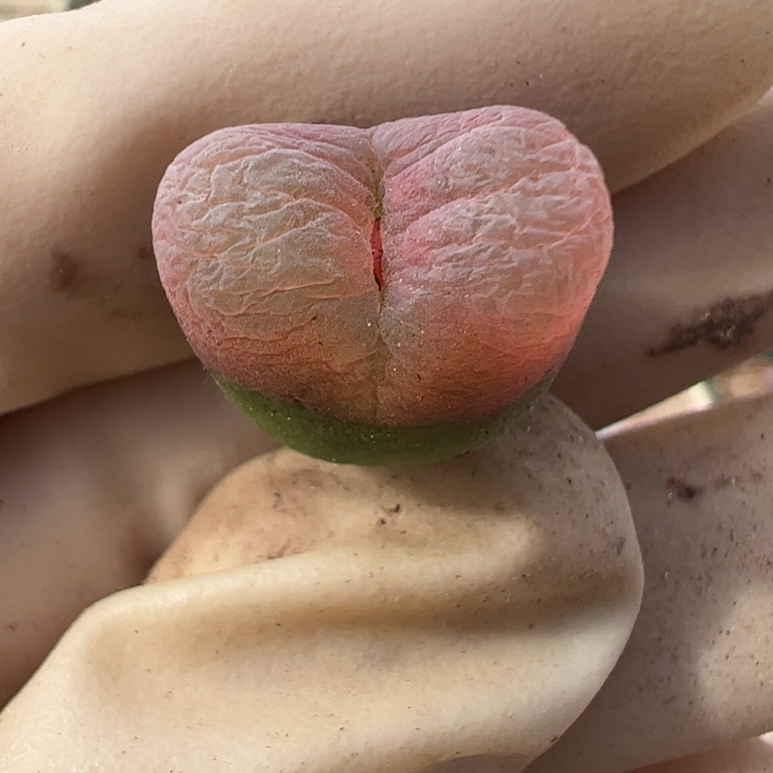 90 好看的多肉冲冲冲q