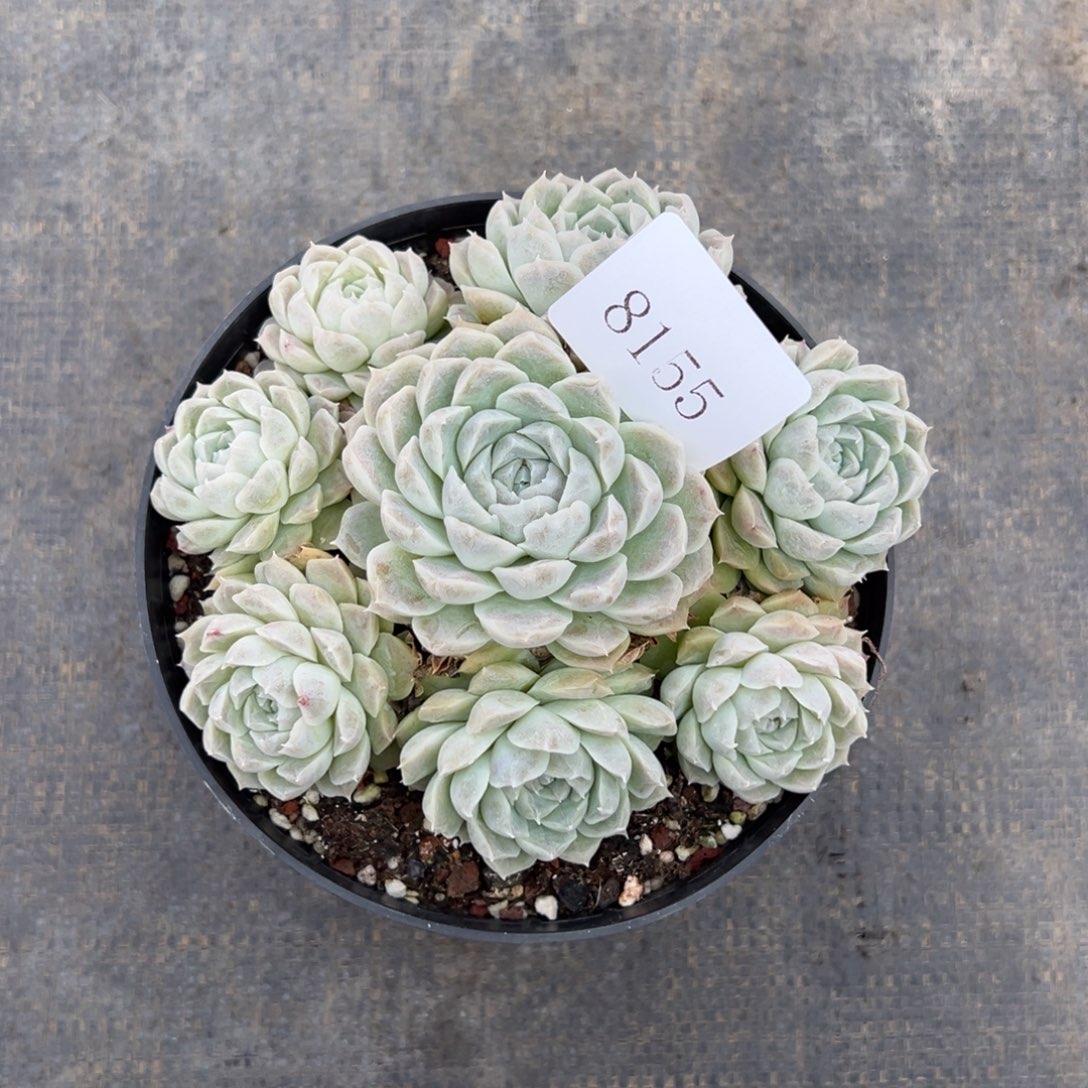 秋*白8155多色多多多多多多