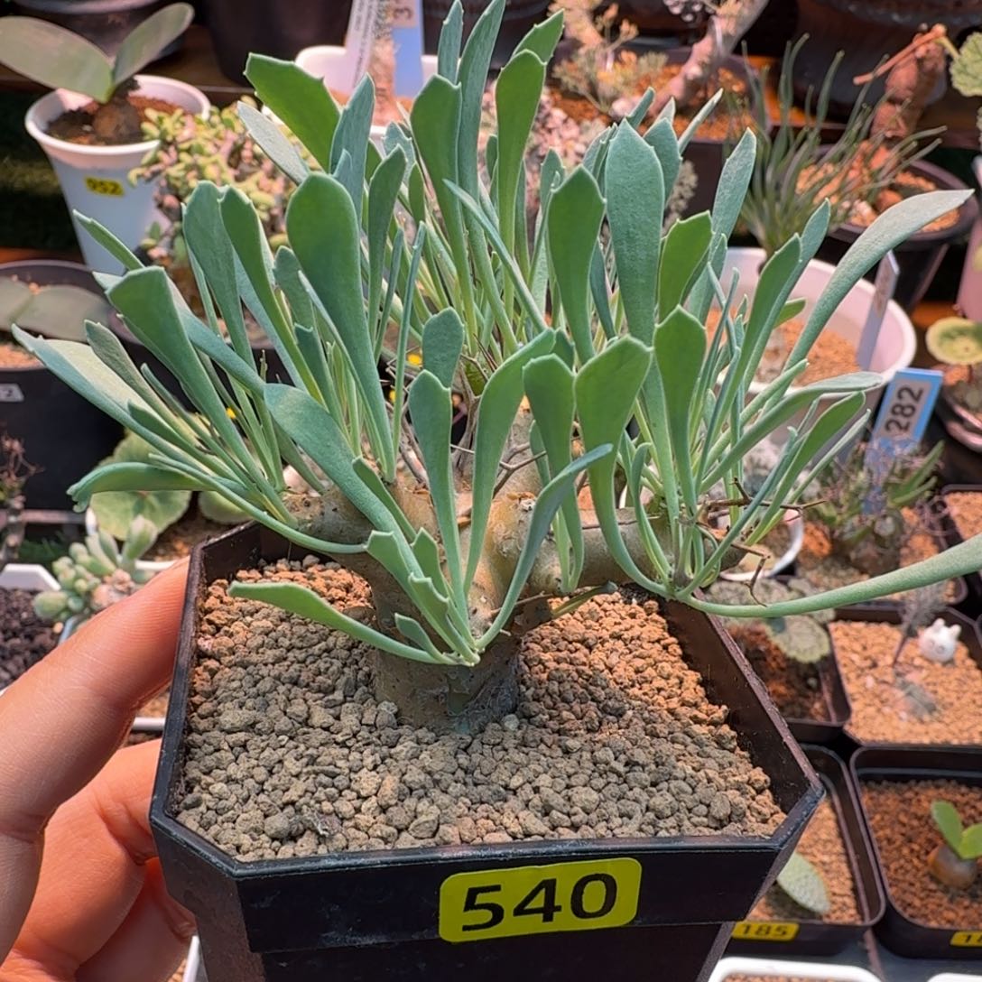 黑鬼殿540(脱土发)