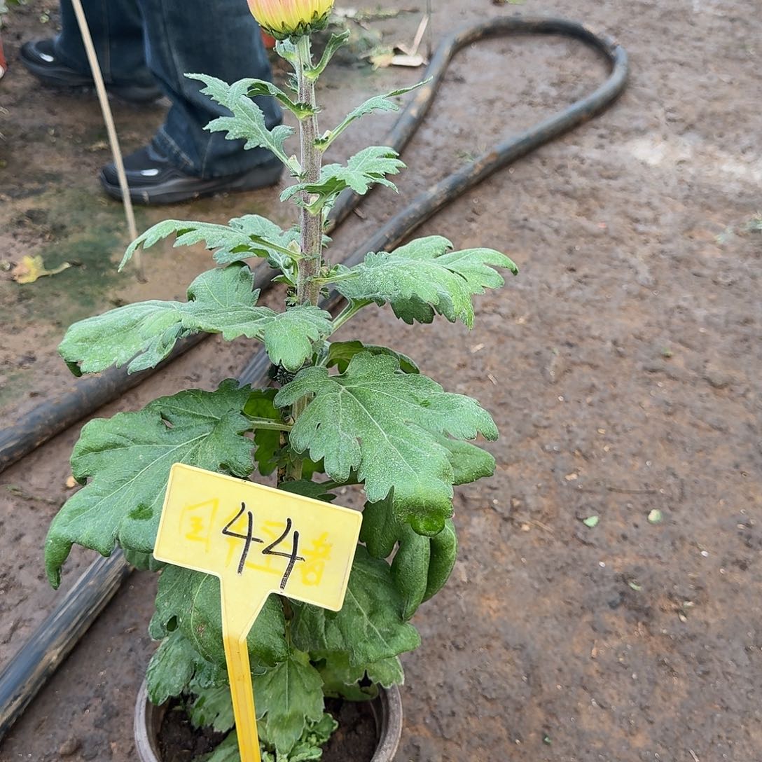 纪***y大部分花苞少量开放44松