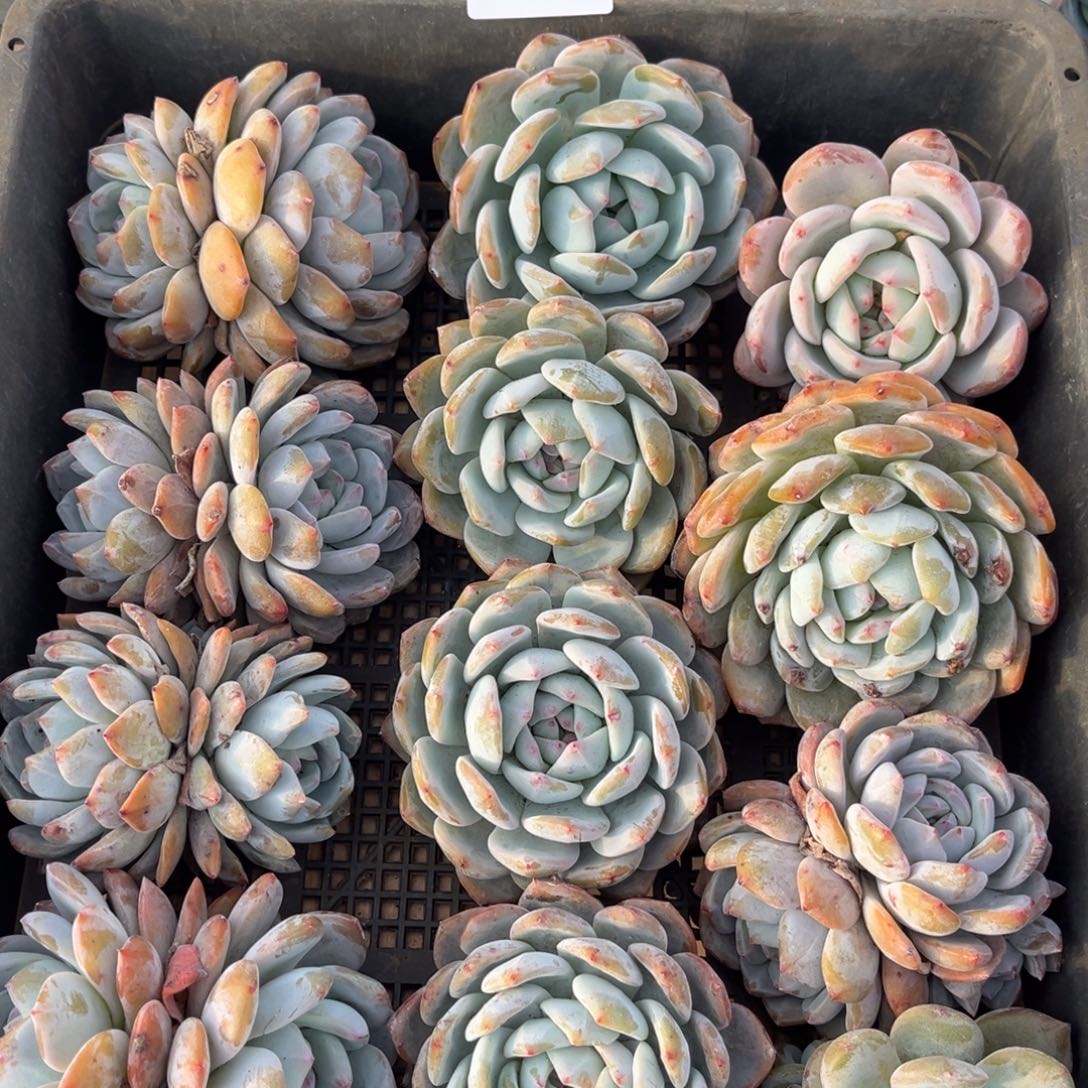 898橙梦露橙梦露橙梦露