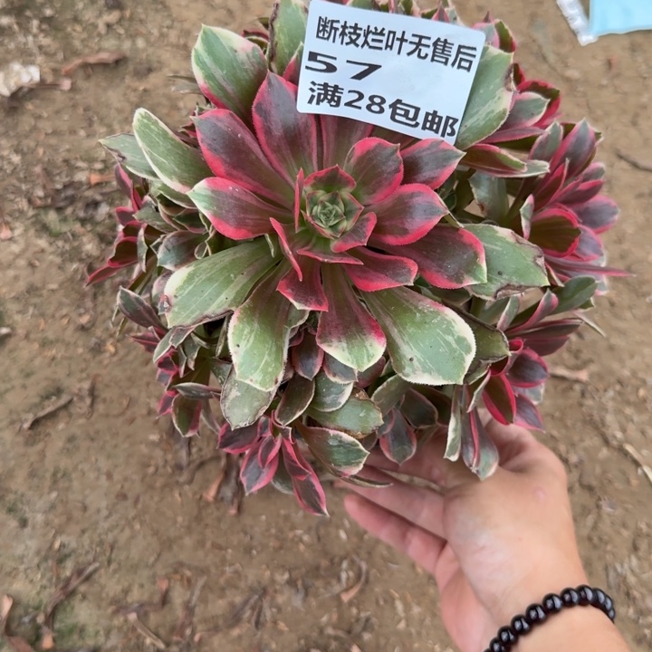 57二号棚浣纱多肉C