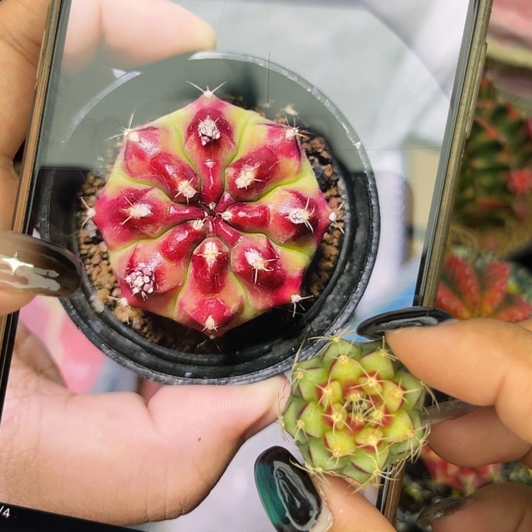 烈焰红唇 侧牙 福利裸根