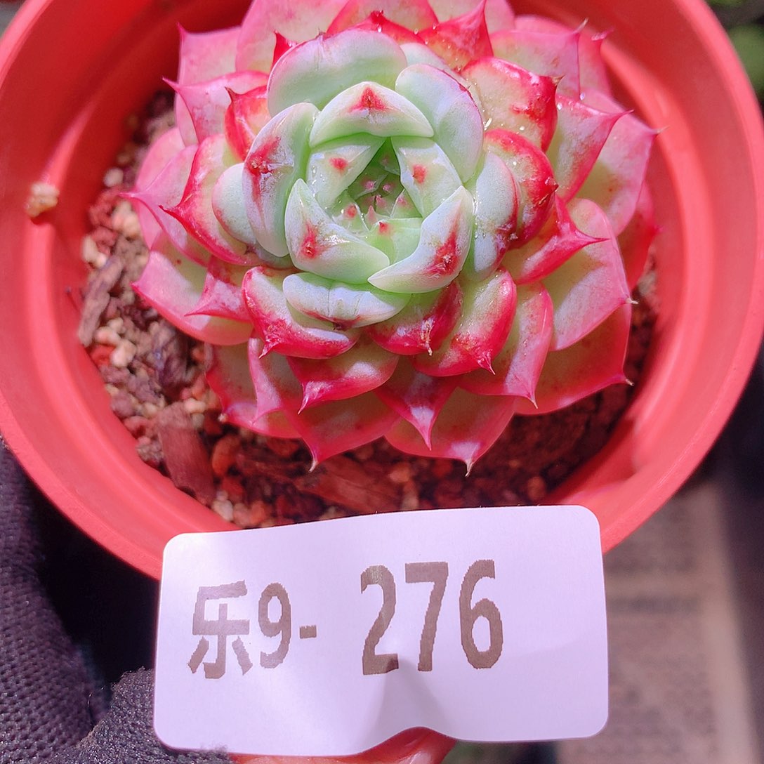 乐然9-276 天鹅绒 