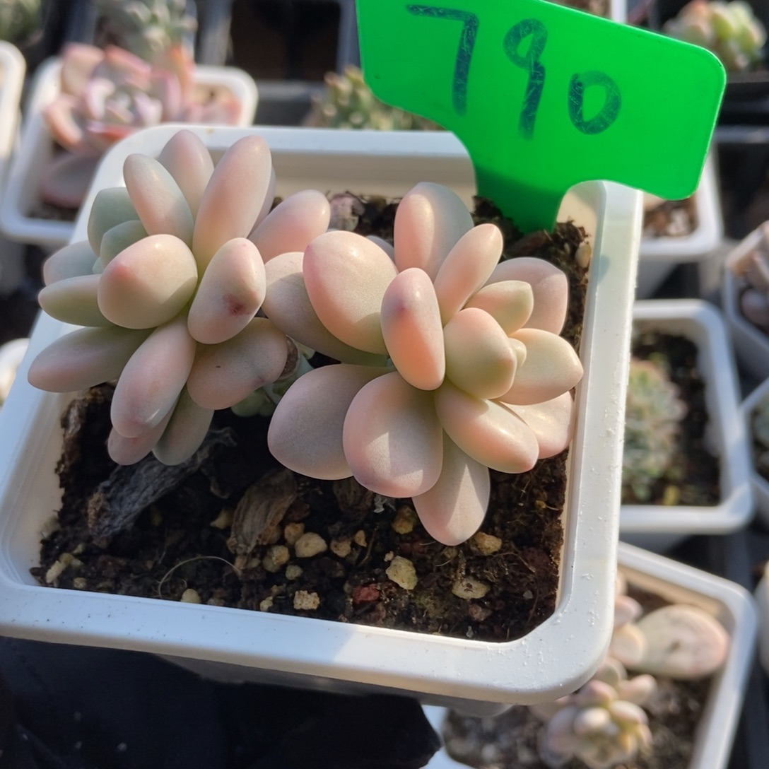 790洛神锦多肉植物