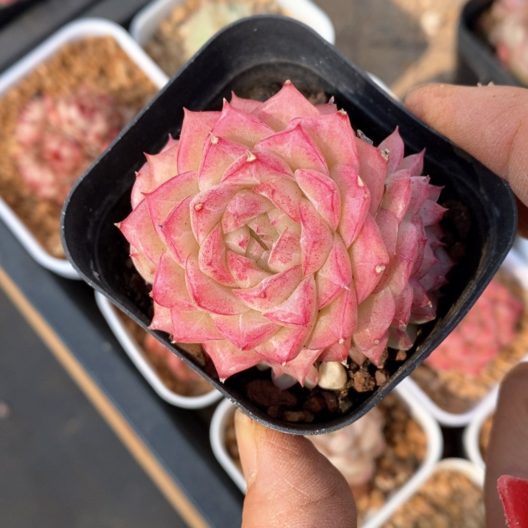 精品多肉一物一拍不包整120