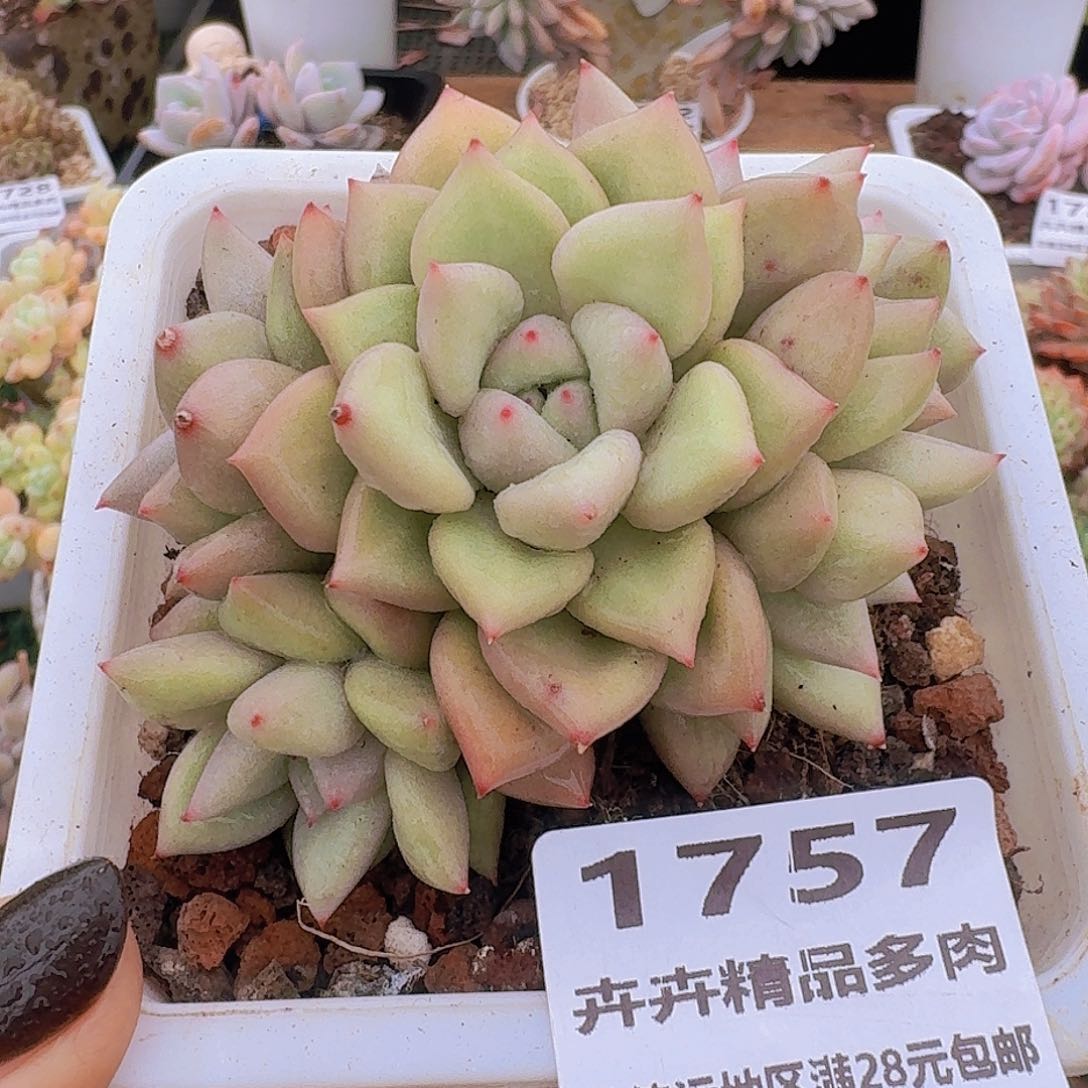 1757一物一拍（满28包邮）