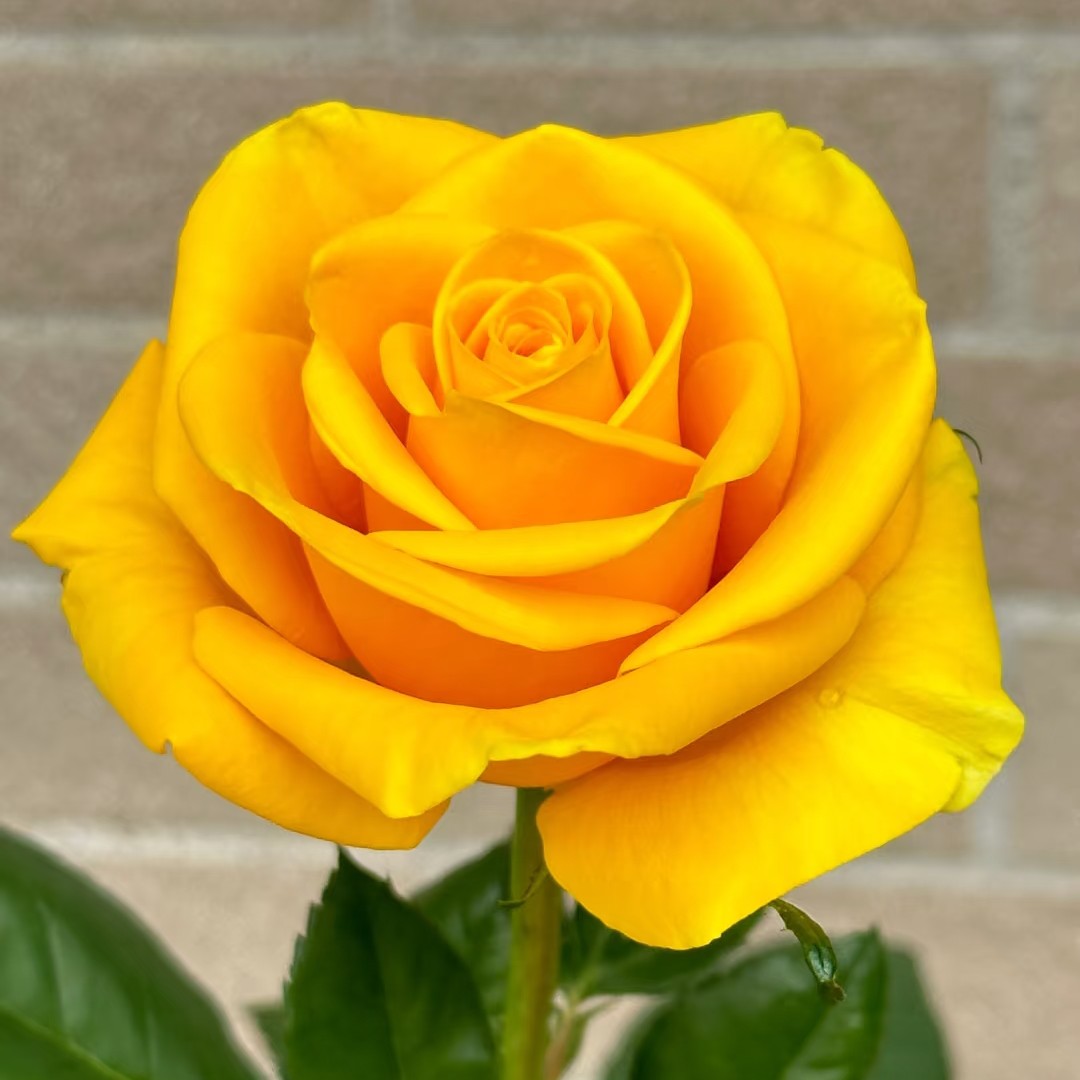 【新品】苏格兰黄油玫瑰花月季花苗特大切花盆栽四季灌木