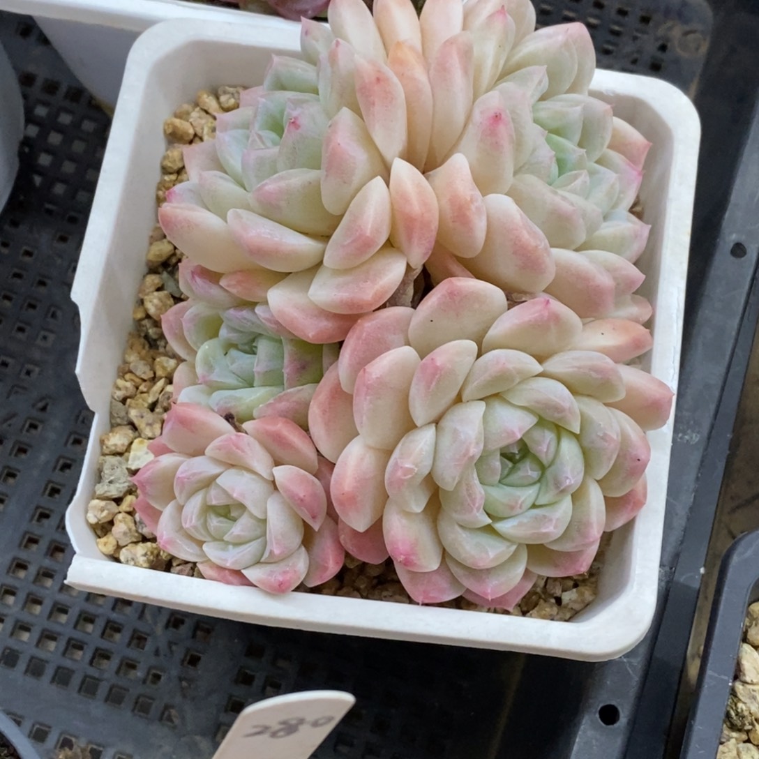 精品多肉一物一拍不包整29