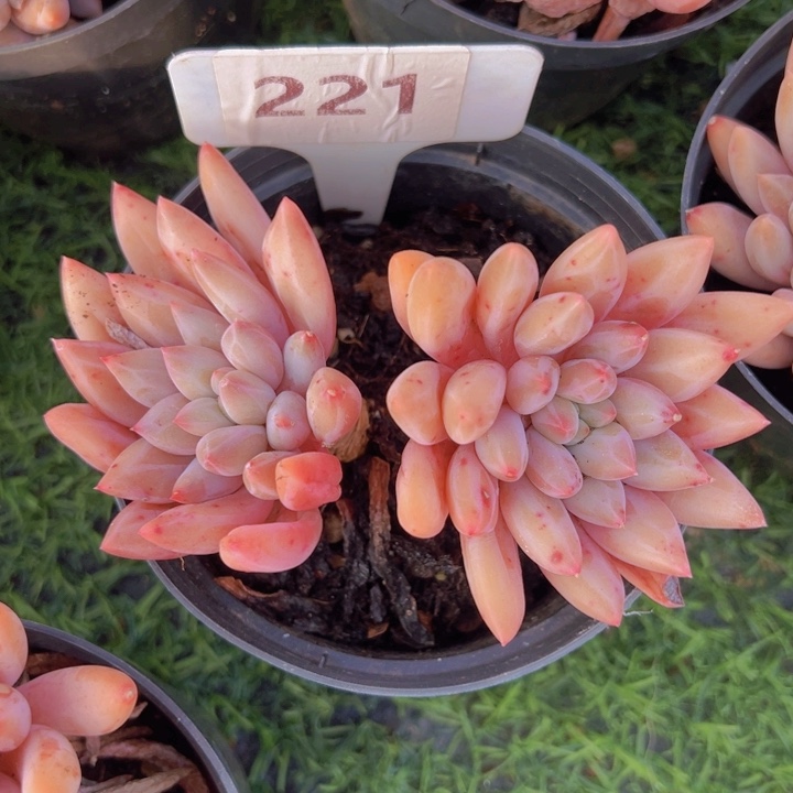 健健康康平平安安