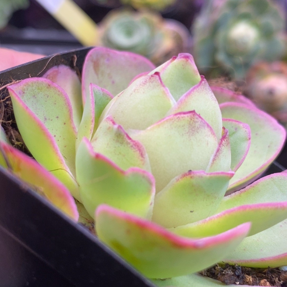 山地玫瑰开播福利一物一拍264盈月