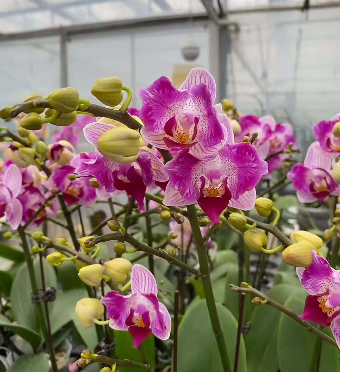 蝴蝶兰（风铃-两眼蕾丝）双花剑 名贵品种 花苞多  好养耐养带花 