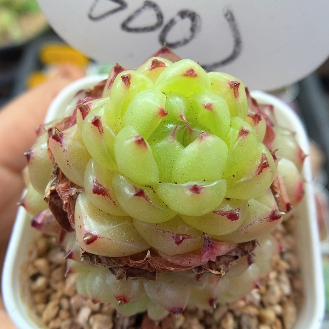 润玉珍妮可拍6002号。 