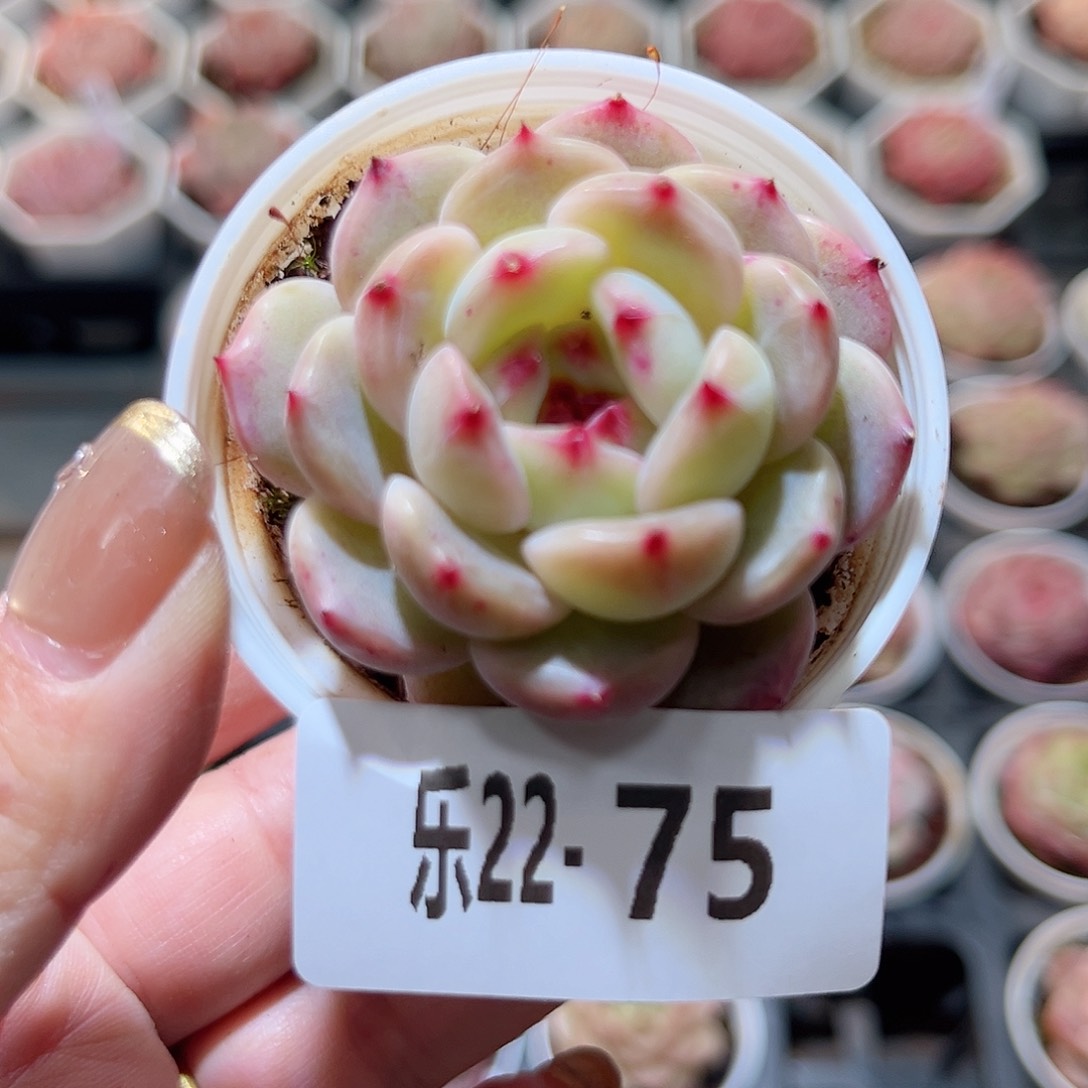 乐22-75 新品单头