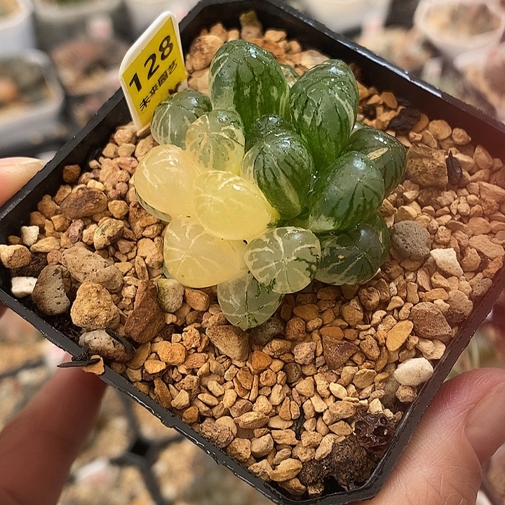 128塑料皮玉露锦一物一拍