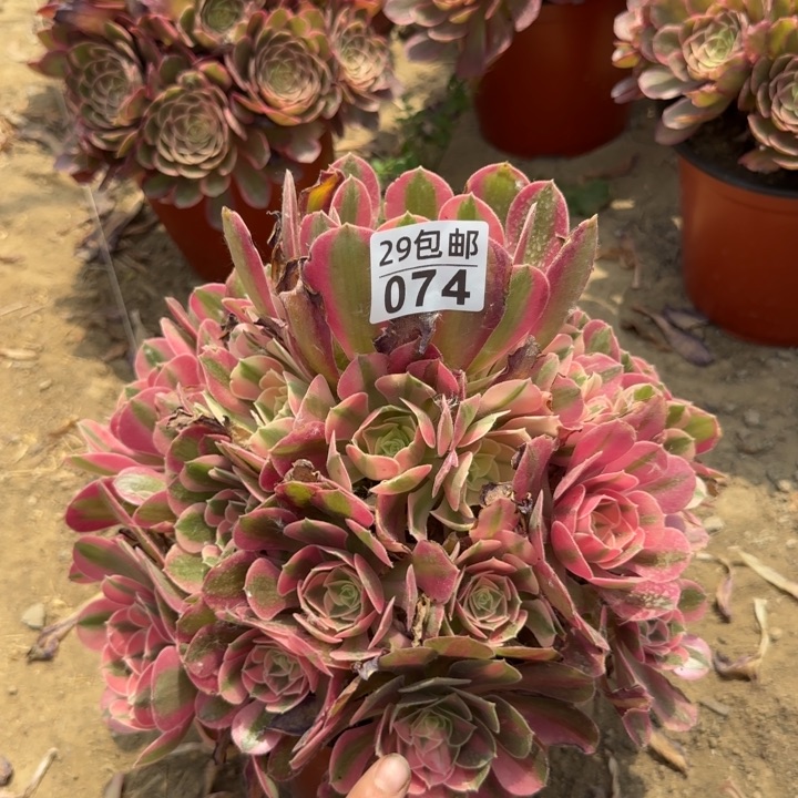 女巫……多肉植物……