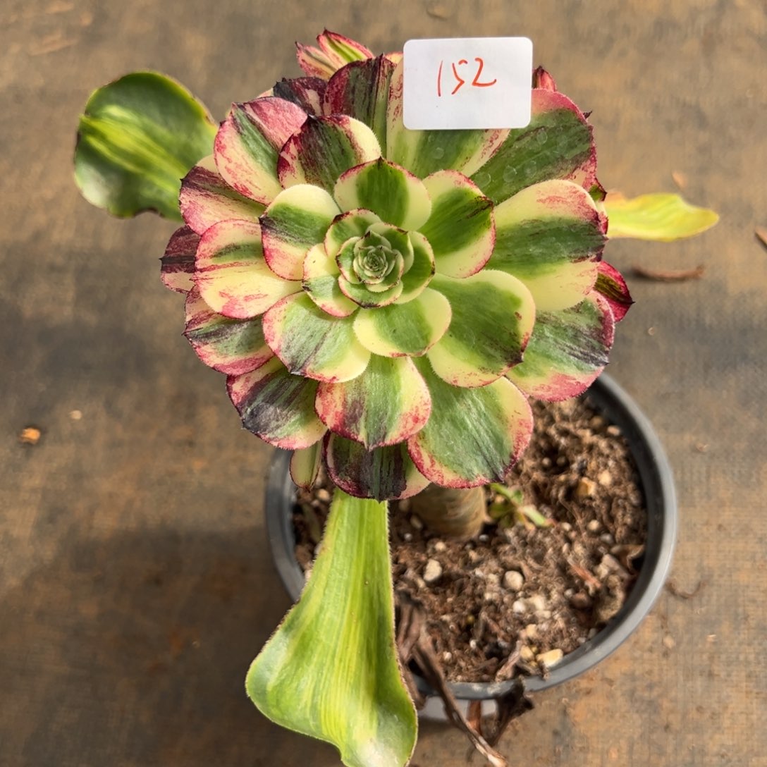 152伯爵嫁接多肉多肉多肉