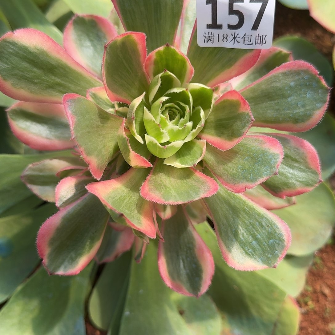 157粉冠带嫁木发货