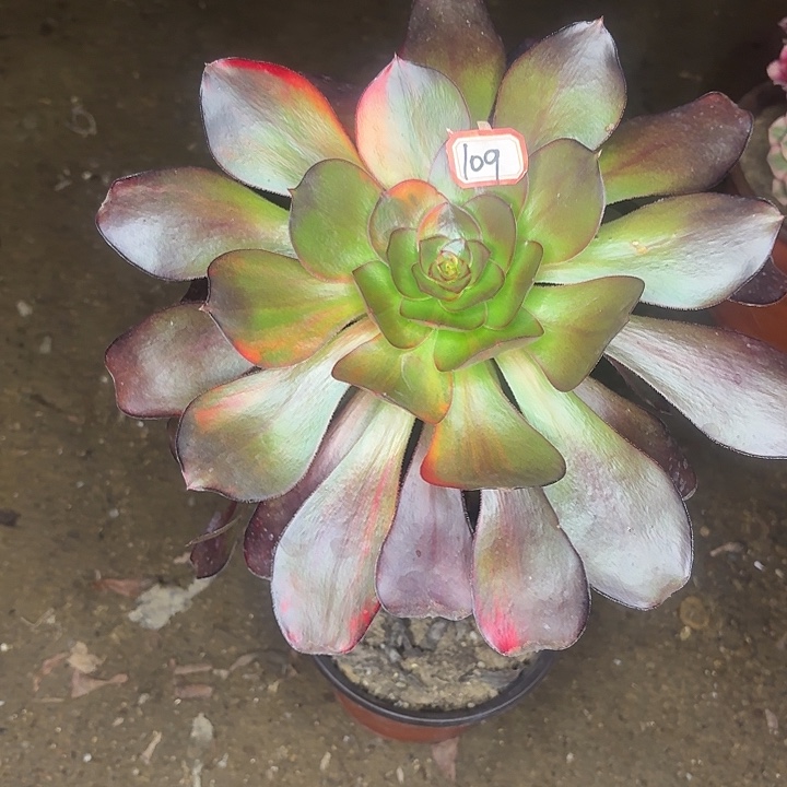 巫毒七彩109植物多肉