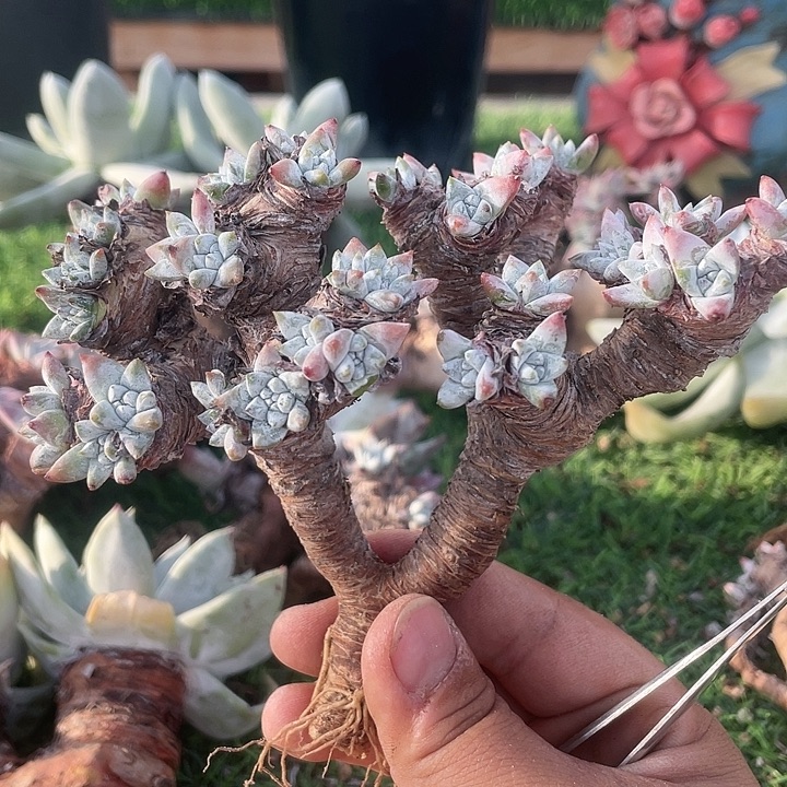 格诺玛高桩福利粗桩