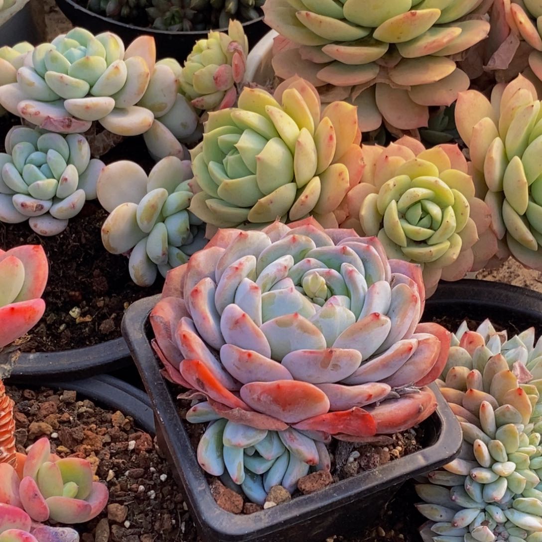 优*48包邮一物一拍多肉植物